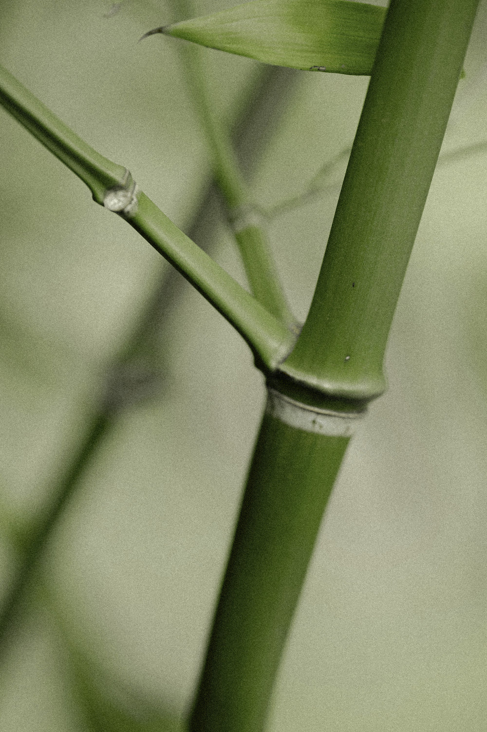 Bamboo Preview